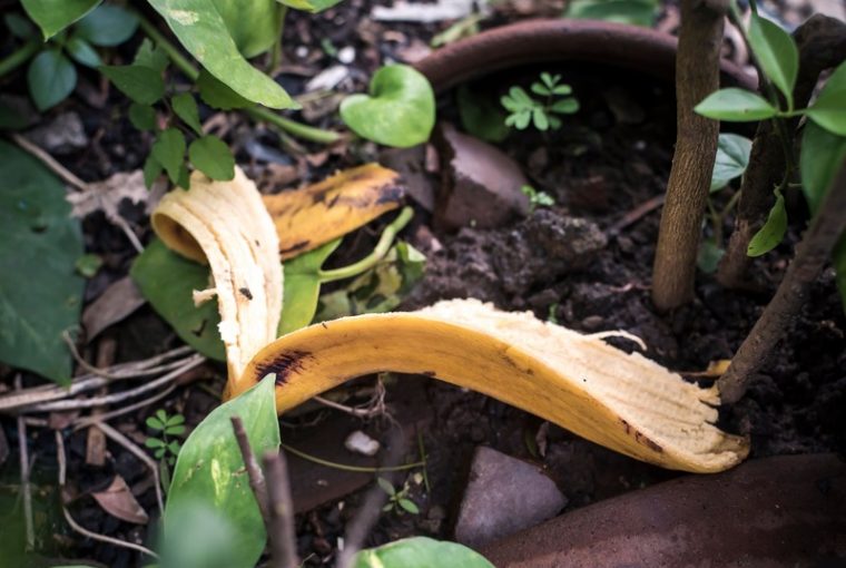 Bucce di banana giardino