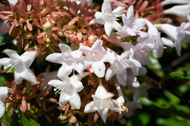 Abelia caratteristiche