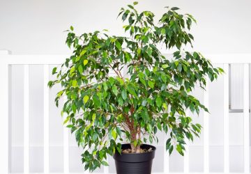 Ficus benjamin