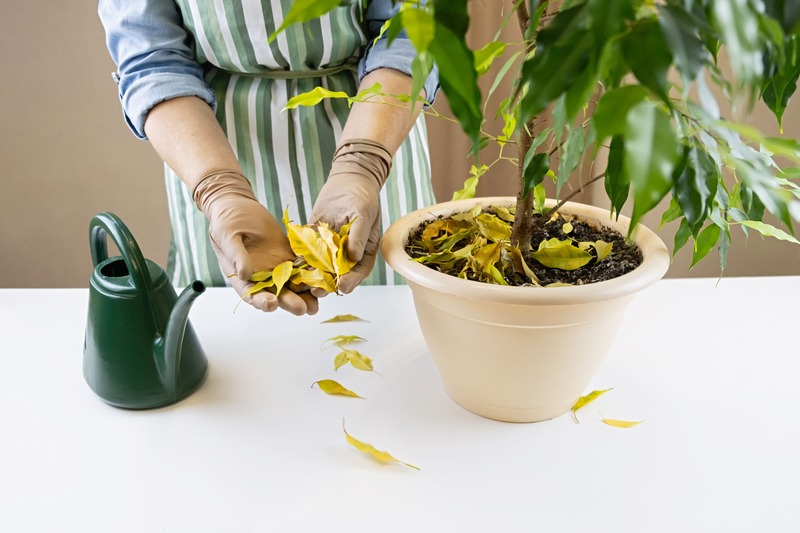 ficus benjamin cura